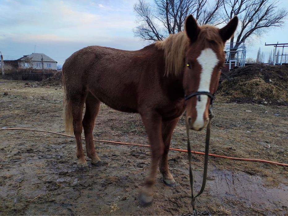 Продается лошадь (кобыла)