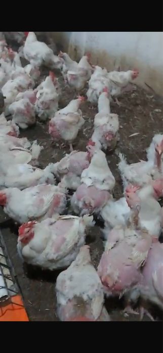 Vand gaini de carne en gross