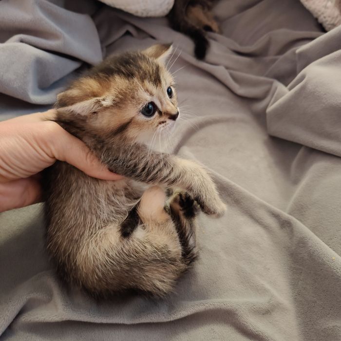 Чаузи котята Крупные n25