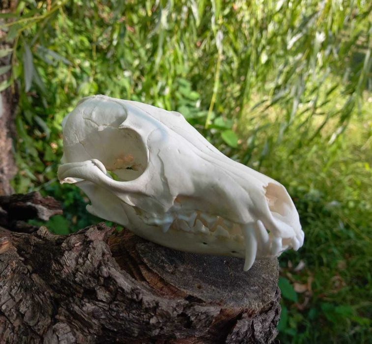trofeu.trofee.craniu vulpe frumoasa