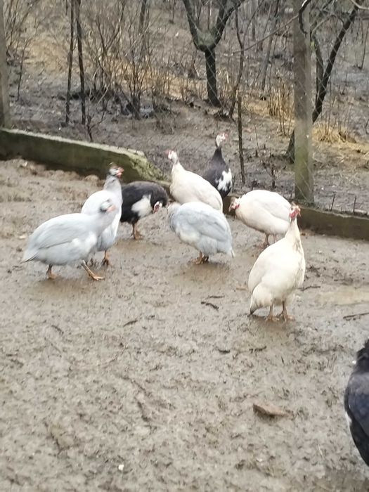 Bibilici de vânzare