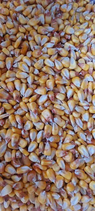 Porumb de vanzare de la 5 kg pana la tone