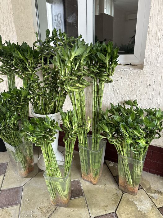 Бамбук в наличии