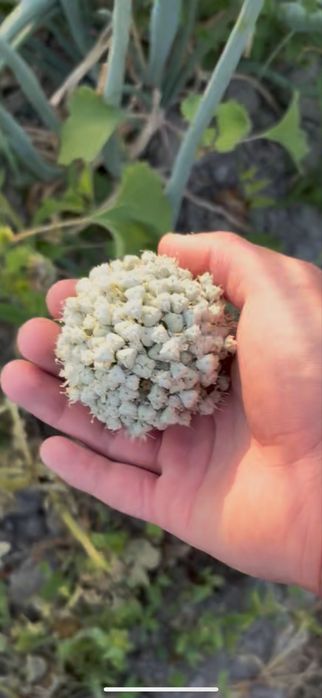 Семена лука,стардас,нагал,манас