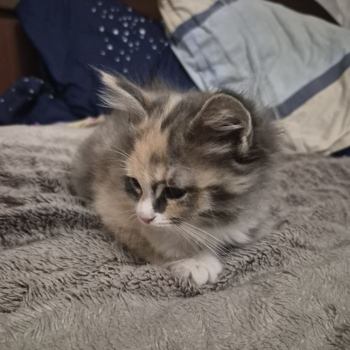 Отдаём котят в хорошие руки