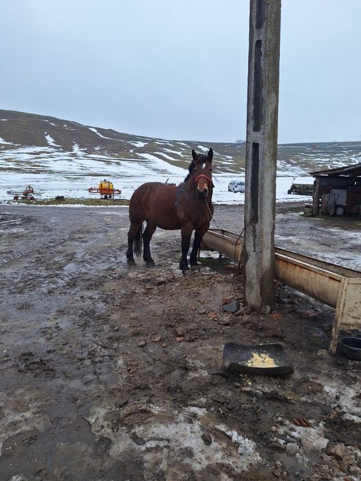 Vând o iapa de 4 ani in primavara gestantă in 8 luni