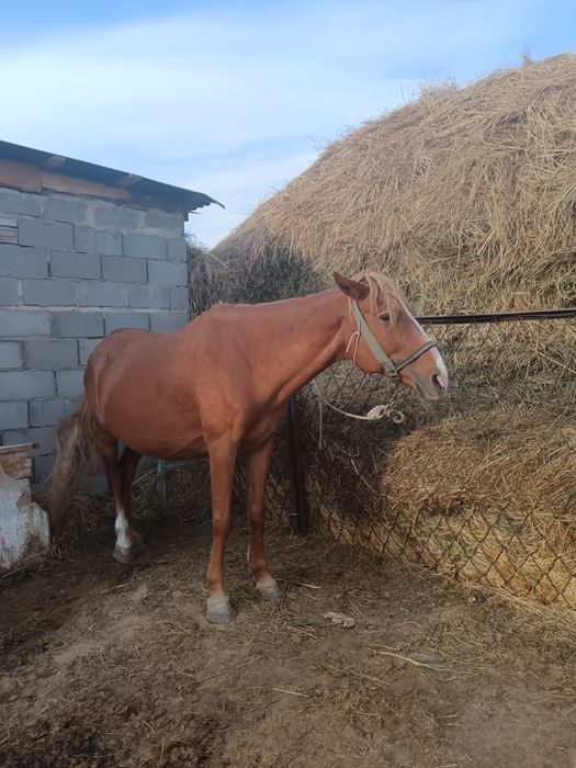 Продам кобылу, 6 лет