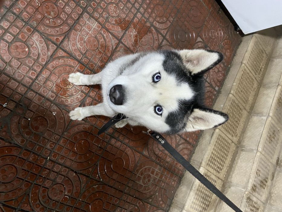 Вязка собак, хаски