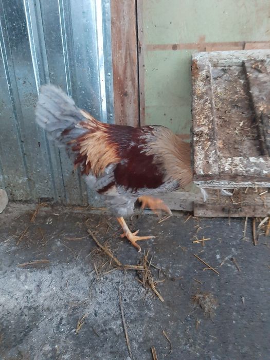 Қораздар сатылады