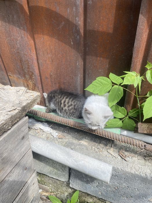 Котята маленькие