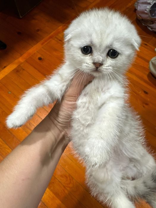 Скоттиш Фолд. Серебристая шиншилла.