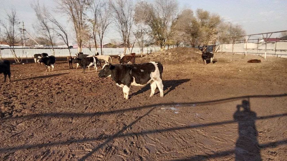 продажа скот КРС СХ