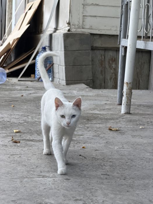 Mushuk 2xil rangli ko’zli kamdan kam uchraydi