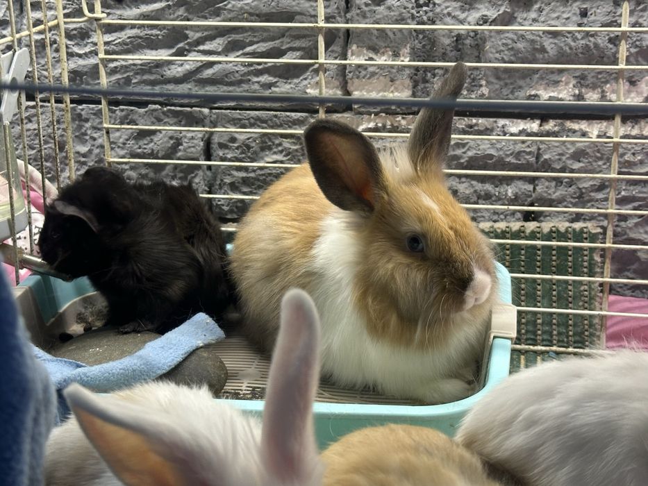 Крольчата кролики