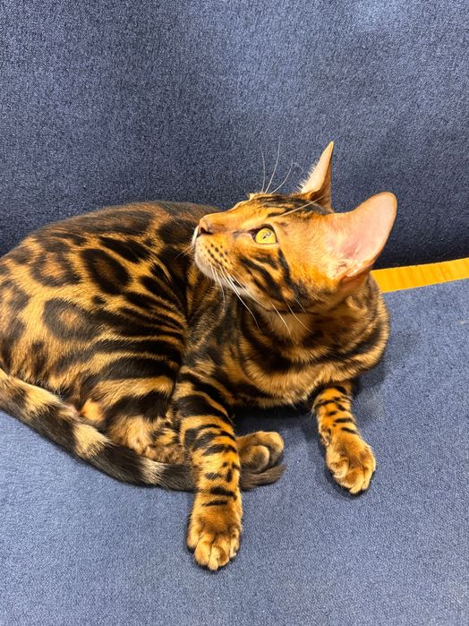 Бенгальский котёнок