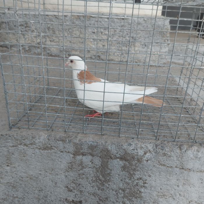 Желташейки самка лет боям