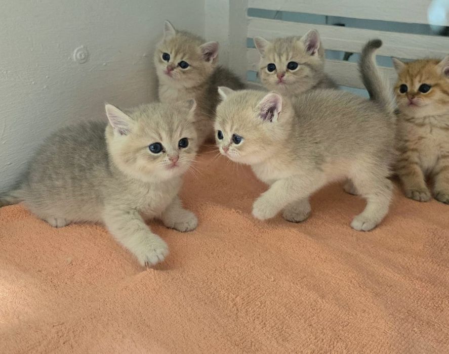 Котята БриТашКи ОчаРоваШки