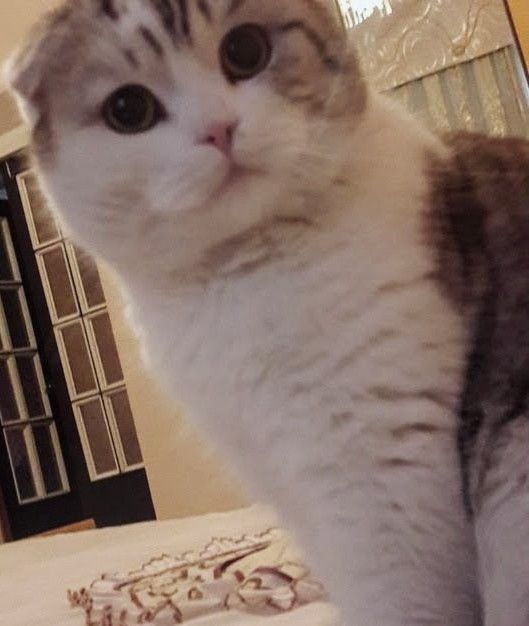 Вязка  шотландской породы