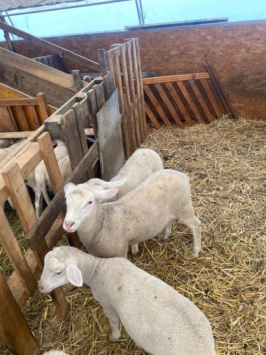 Vand berbecuti Lacaune