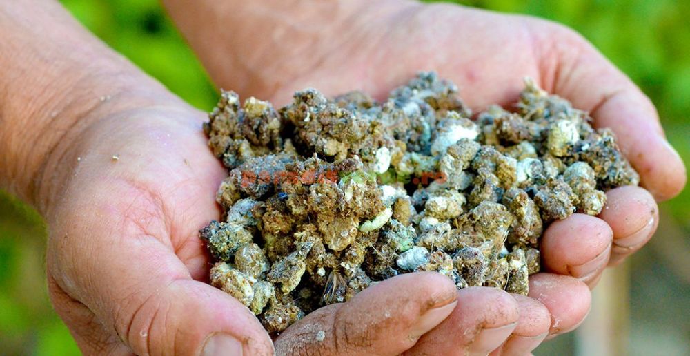 Găinaț de prepeliță – îngrășământ natural foarte concentrat