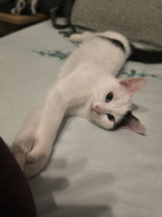 Pisicuta spre adoptie