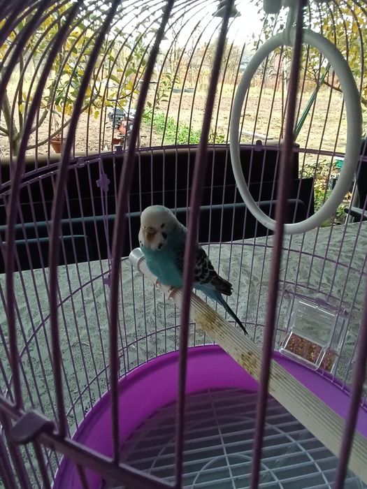 Peruș albastru femelă