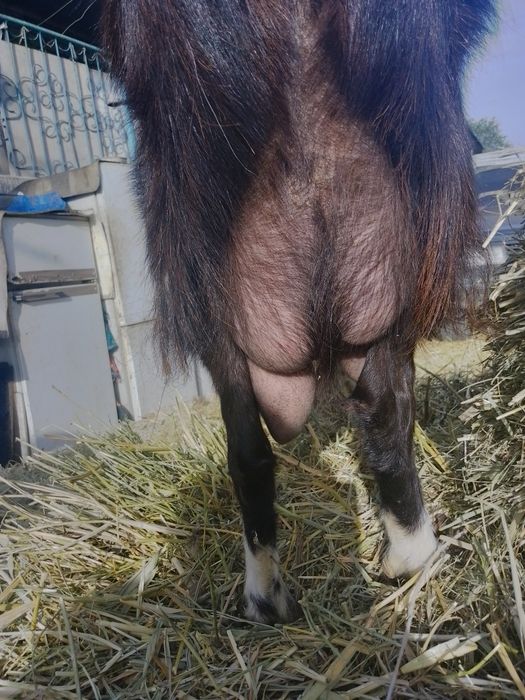 Продам альпийскую дойную козу.