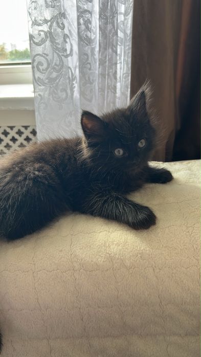 Котенок даром отдам