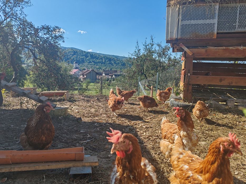 Gaini oua de anul asta