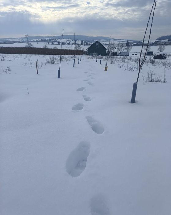 Teren în Săliștea Nouă - Com Baciu 2458mp