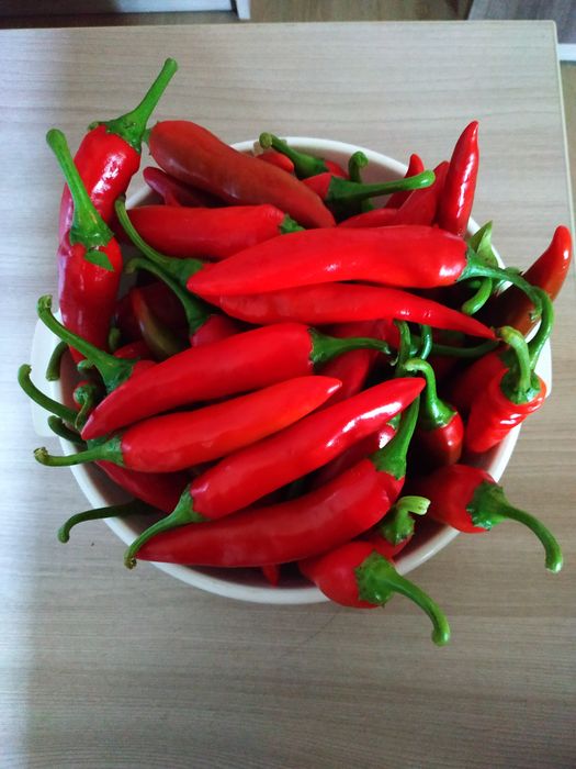 Продам острый перец