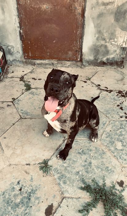 Албанский питбуль