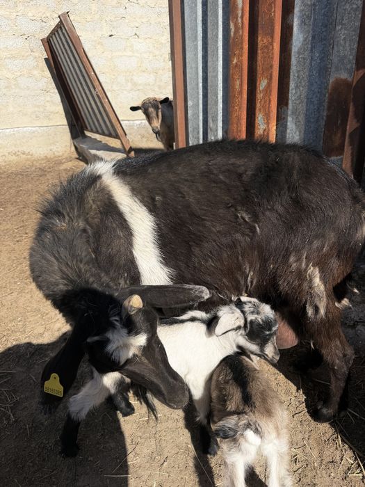 Альпий ешкі сатылады