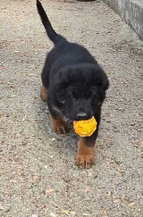 Pui Ciobanesc German cu pedigree,par lung