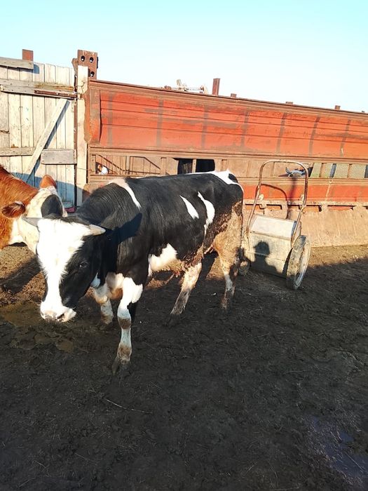 Продам племянного быка