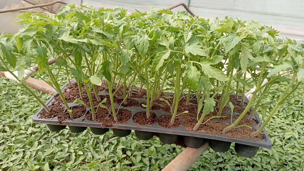 Rasad de roșii de vanzare.