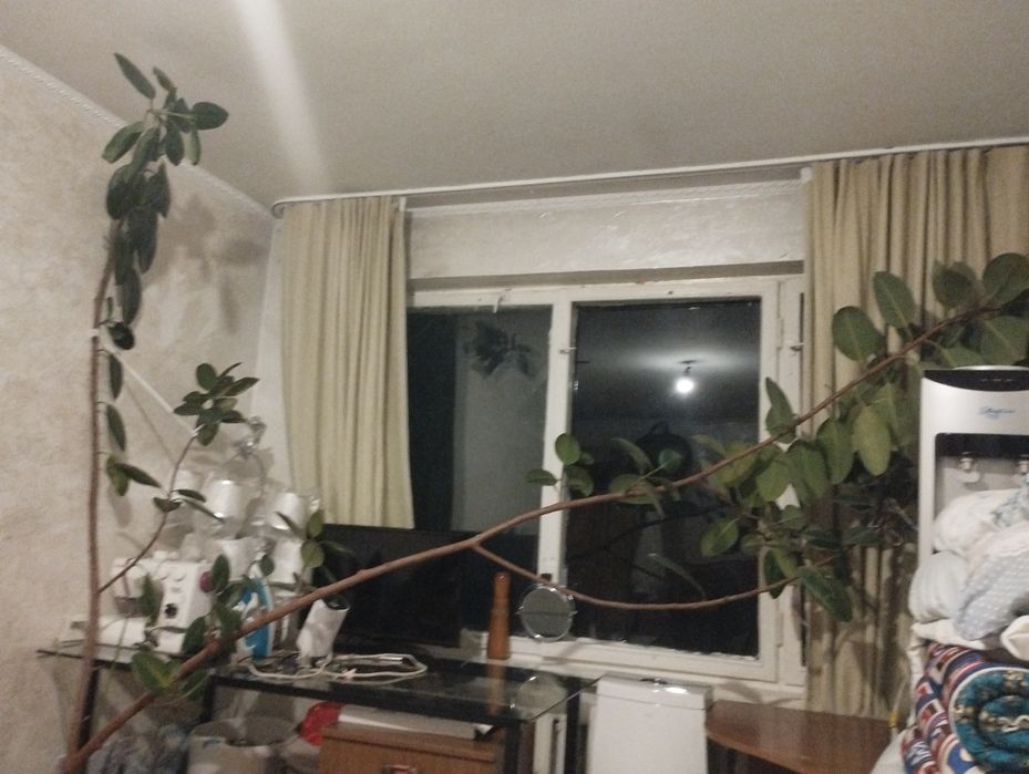 Үлкен фикус гүлі
