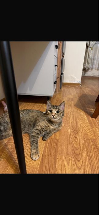 Кошечка Катч бесплатно