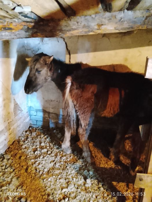 Продам жеребят номер телефона