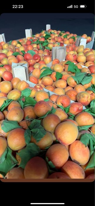 Vand Caise si Visine , Piersica ,Nectarina, Prune