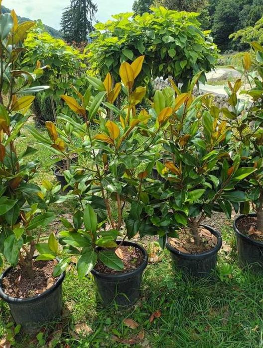 Leylandii, Magnolia Tufa , tuia Smaragd