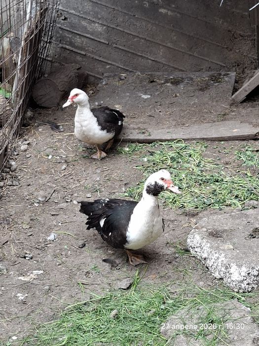 Индоутка (только  утки, самовывоз нет)