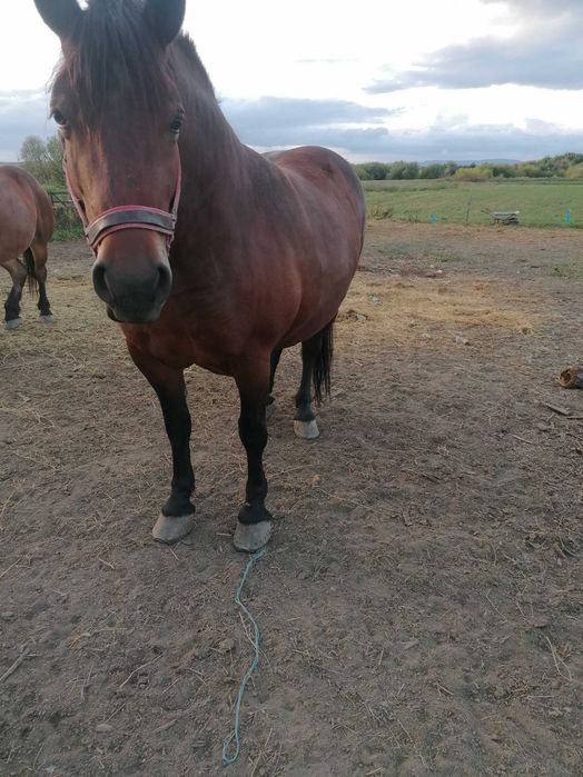 Iapa de vânzare..