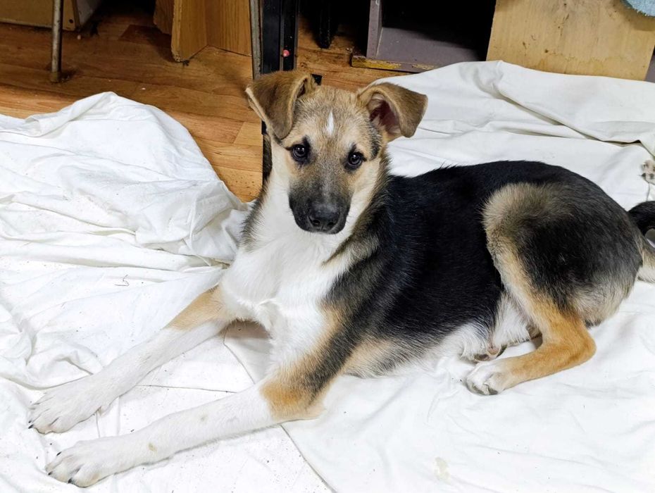 Отдам щенков в одни руки