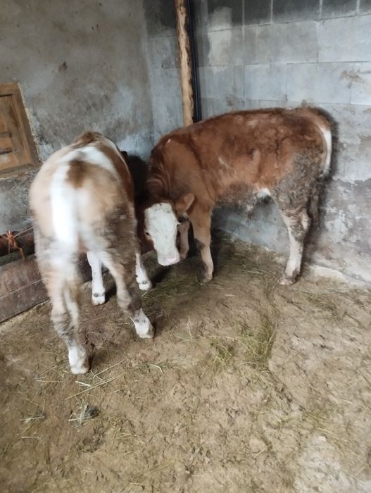 De vânzare un Taurus și o vițeauă