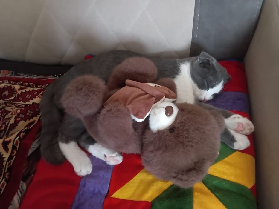 Кошкв 6 мес вислоухий