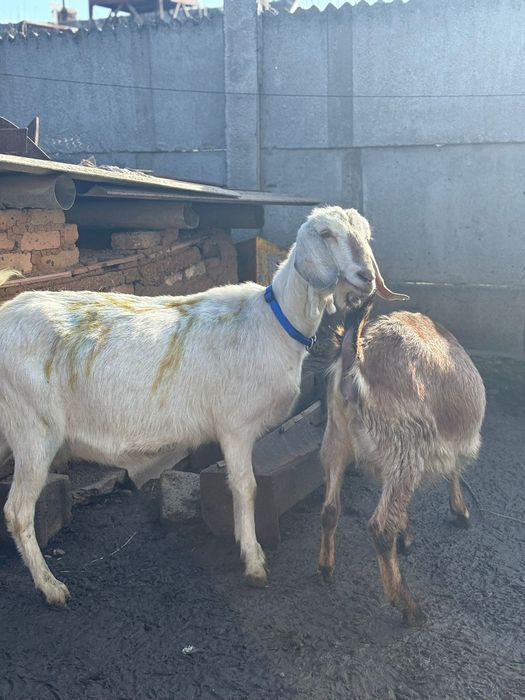 Caprite aglonubian toate gestante