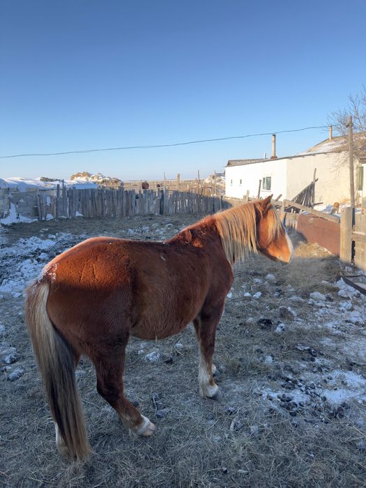 Продам айгыр, 6 жасар