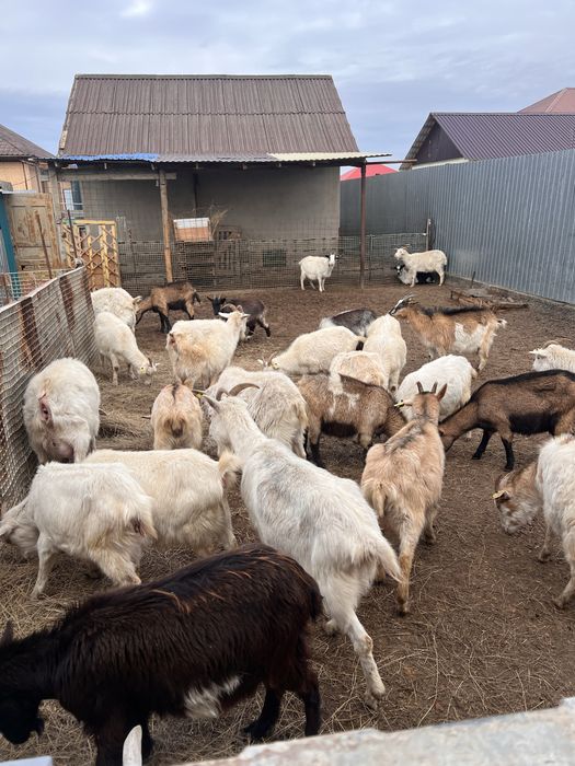 Козы козлятами можно отдельно