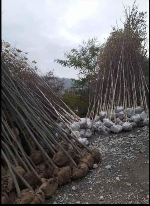 Vând mesteacăn cu coaja alba